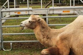 camel in a metal enclosure