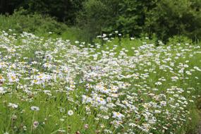 Chamomile Field Meadow
