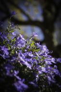 Flowers Violet Garden