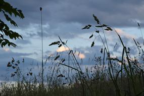 Grass Nature Green