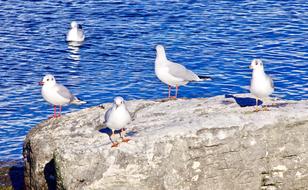 seagulls on a large stone near the water on a sunny day