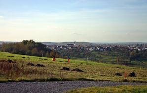 Tree Planting landscape