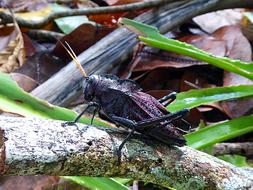 gorgeous Insect Grasshopper