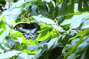 Blue Mormon Butterfly Insect