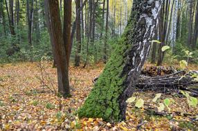 Autumn Forest Yellow foliage