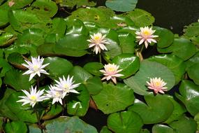 Lily Water Peach Glow