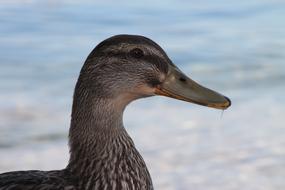 Duck Nature Bird