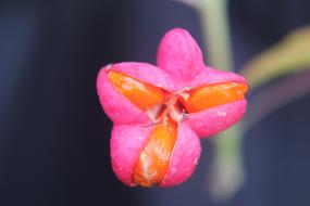Flower Orange Pink