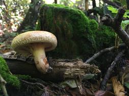 Mushrooms Underwood Autumn