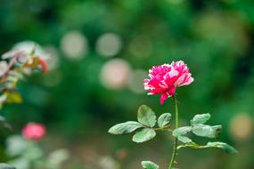 Rose Natural Garden