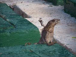 Lizard Curious Lookout
