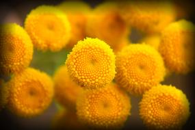 Yellow Flower Nature