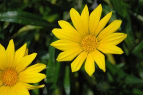 Daisy Flower Flora