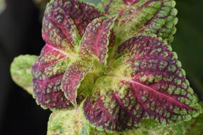 Ornamental Perilla Colorful Double