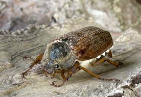large brown beetle close up on blurred background