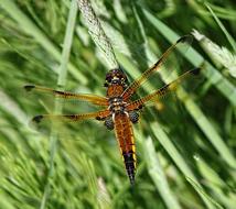 four winged orange dragonfly