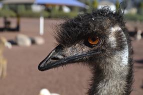 macro photo of a fluffy black ostrich head in a zoo