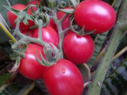 Wet ripe tomatoes in the garden