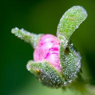 Blossom Bloom Pink