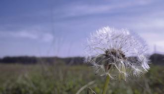 white dandelion, purple sky