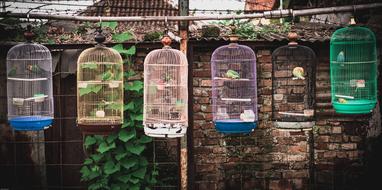 birdcages by the building