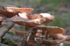 Mushrooms Autumn Nature