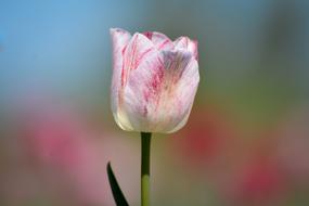 Tulips Flower