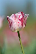 Tulips Flower