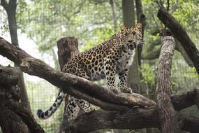 Leopard in Aza Jacksonville