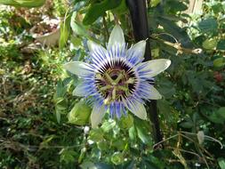 Passionflower Flower