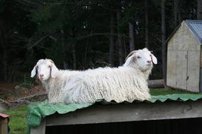 white goats lie on the roof