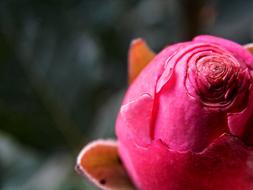 Rose Flower Nature
