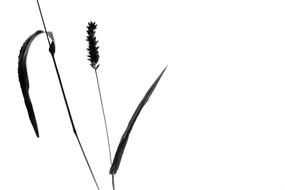 Plant Still Life Grass