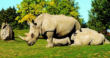 White Rhinoceros relax