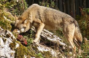 Wolf Wild Animal Wildlife Park