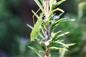 grasshopper on a green plant close-up on a blurred background