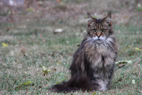 fluffy domestic cat on an autumn lawn