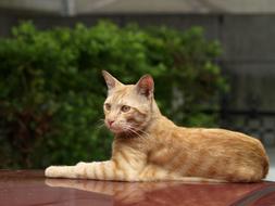 ginger domestic cat lies on a car