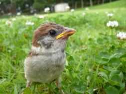 closeup view of Bird Sparrow Cute