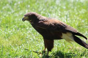 gorgeous Bird Hawk