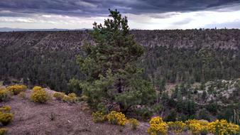 Tree Flowers Canyon Cloudy