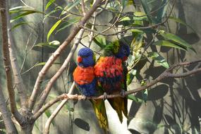 Love Birds Colorful