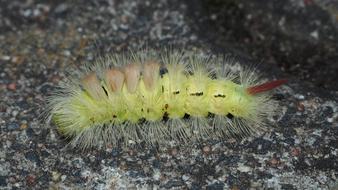 amazing Caterpillar Hairy