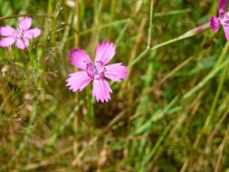 Flower Meadow Blossom