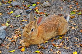 Rabbit Animal Nature