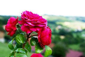 Rose Flower Nature Beautiful