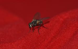 Close-up of the house Fly on red tissue