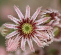 Flower Garden