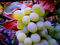 Grape Wine Drink