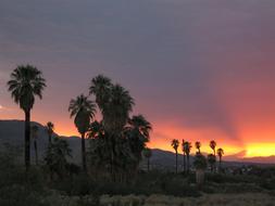 Sunset Landscape Trees
